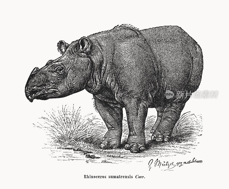 苏门答腊犀牛(Dicerorhinus sumatrensis)，木版版画，1899年出版
